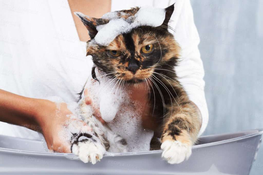 Как мыть кошку 🐈 Подробная инструкция с фото и видео | Pet7